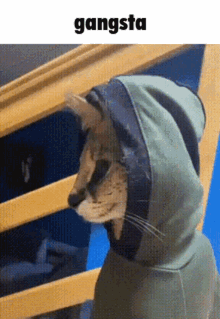 Gangsta Cat GIF - Gangsta Cat GIFs
