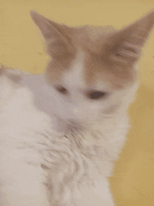 Lord Leo Cat GIF - Lord Leo Cat Kitten GIFs
