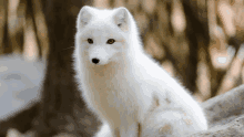 Fox Arctic Fox GIF - Fox Arctic Fox White GIFs