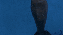 H2ojustaddwater Cleosetori GIF - H2ojustaddwater Cleosetori Mermaid GIFs