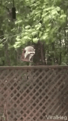 Raccoon Swing GIF - Raccoon Swing Stuck GIFs