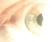 Eye Macro GIF - Eye Macro Dilate GIFs