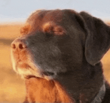 a close up of a brown and black dog 's face with its eyes closed in a field .