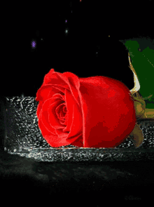Flowers For GIF - Flowers For You GIFs