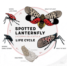 a poster showing the life cycle of a spotted lantern fly