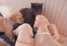 Over It Cat Dog GIF - Puppies Kitten Cat GIFs