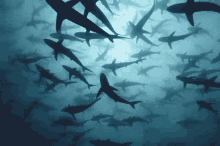 Sharks Underwater GIF - Sharks Underwater Ocean GIFs