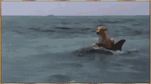 Goin For A Ride GIF - Dolphin Dog Ocean GIFs
