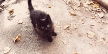 Black Cat Cat GIF - Black Cat Cat Meow GIFs