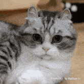 a gray and white cat is laying on the floor with a watermark that says hailuo ai on the bottom