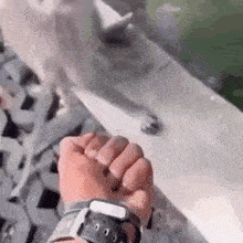 a person is holding a dog 's paw while wearing a watch .