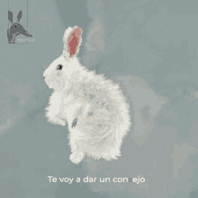 Conejo Pata De Conejo GIF - Conejo Pata De Conejo Baile Conejo GIFs