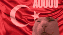 Türk Kedi Milliyetçi Kedi GIF - Türk Kedi Milliyetçi Kedi Auu GIFs