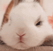a close up of a white rabbit 's face with its eyes closed