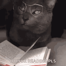 Do Your Reading Cat GIF - Do Your Reading Cat Kitten GIFs