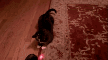 Cat Loves The Laser GIF - Cats Laser Chase GIFs
