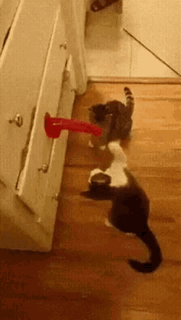 Cat Slap GIF - Cat Slap Two Cats GIFs