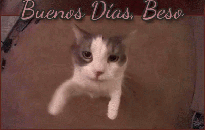 Buenos Dias Beso GIF - Buenos Dias Beso Que Onda Gato Good - Discover & Share GIFs