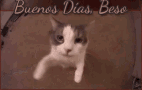 Buenos Dias Beso GIF - Buenos Dias Beso Que Onda Gato Good Morning GIFs
