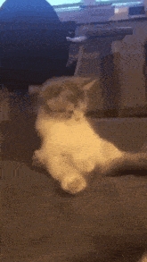 Kok Cat GIF - Kok Cat Cute GIFs