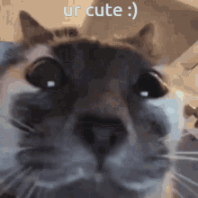 Ur Cute Cat GIF - Ur Cute Cat Cat Stare GIFs