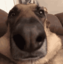 Dog Neutral Face GIF - Dog Neutral Face Not Funny GIFs
