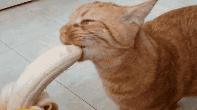 Cat Eating Banana GIFs Tenor