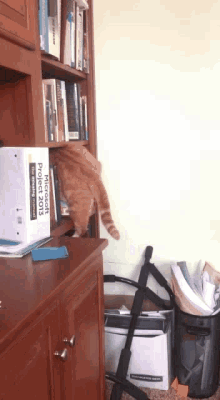 Catbook Bootlegginger GIF - Catbook Bootlegginger Cats GIFs