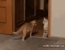 Funny Cat GIF - Funny Cat Surprised GIFs