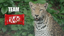 a leopard is standing next to a kitkat bar