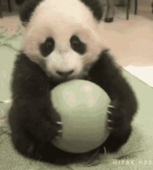 Panda Ball GIF - Panda Ball Animals GIFs