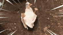 Duck Flip GIF