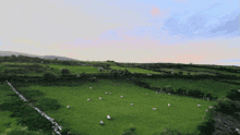 sheep grazing in a grassy field with a stone wall in the foreground