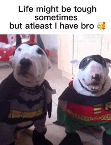 two dogs dressed up in batman and robin costumes