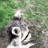 a close up of a cat 's face with a green background