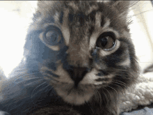 H4catchester GIF - H4catchester GIFs