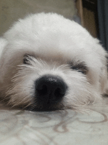 a small white dog with a black nose is sleeping on a couch