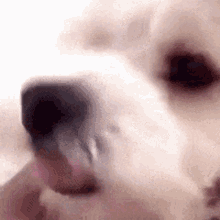 Orbitgene Dog GIF - Orbitgene Dog Licking GIFs