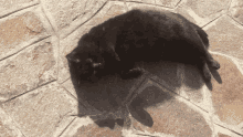Black Cat GIF - Black Cat Spin GIFs