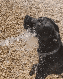 Water Dog Hose Bite GIF - Water Dog Hose Bite GIFs