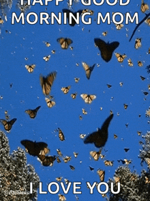 Butterfly GIF - Butterfly Fly GIFs
