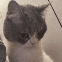 a close up of a gray and white cat