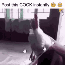 a picture of a chicken with the words post this cock instantly below it