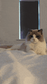 a cat is laying on a bed with a window in the background