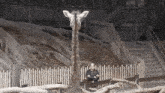 a man stands next to a giraffe in a fenced in area