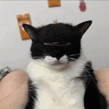 a black and white cat with a halo on its head looks at the camera