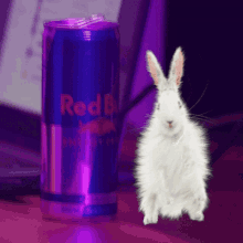 Dancing Rabbit Red Bull GIF - Dancing Rabbit Red Bull Party Rabbit GIFs