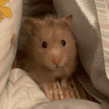Hamster Gilliam GIF - Hamster Gilliam Fluffy GIFs