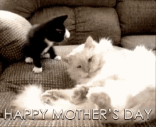Happy Mothers Day Cat GIF - Happy Mothers Day Cat GIFs