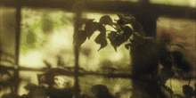 a plant is growing in front of a window with leaves hanging from it